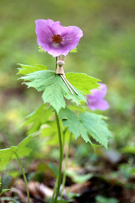 �V���l�A�I�C