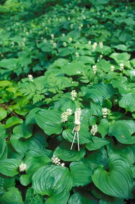 �}�C�d���\�E�̐X