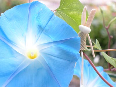 �փu�����[�u���[