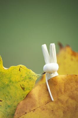 �H�F�h���X