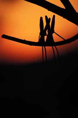 �I�����W�̗[��