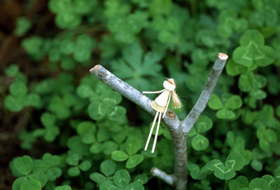 �V���c���N�T